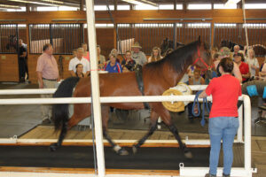 A horse on a treadmill.